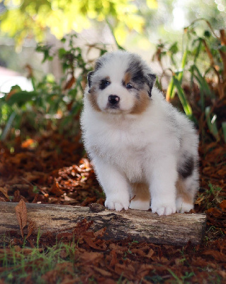 CHIOT 1
