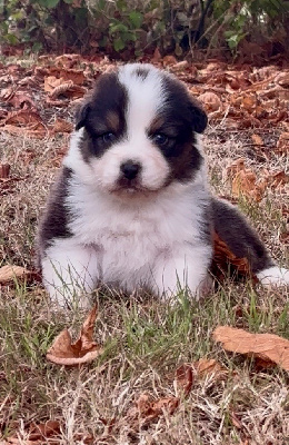 CHIOT