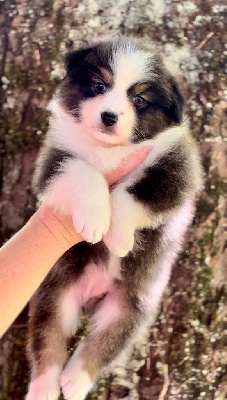 A Calm Soul De l?aussie happy 