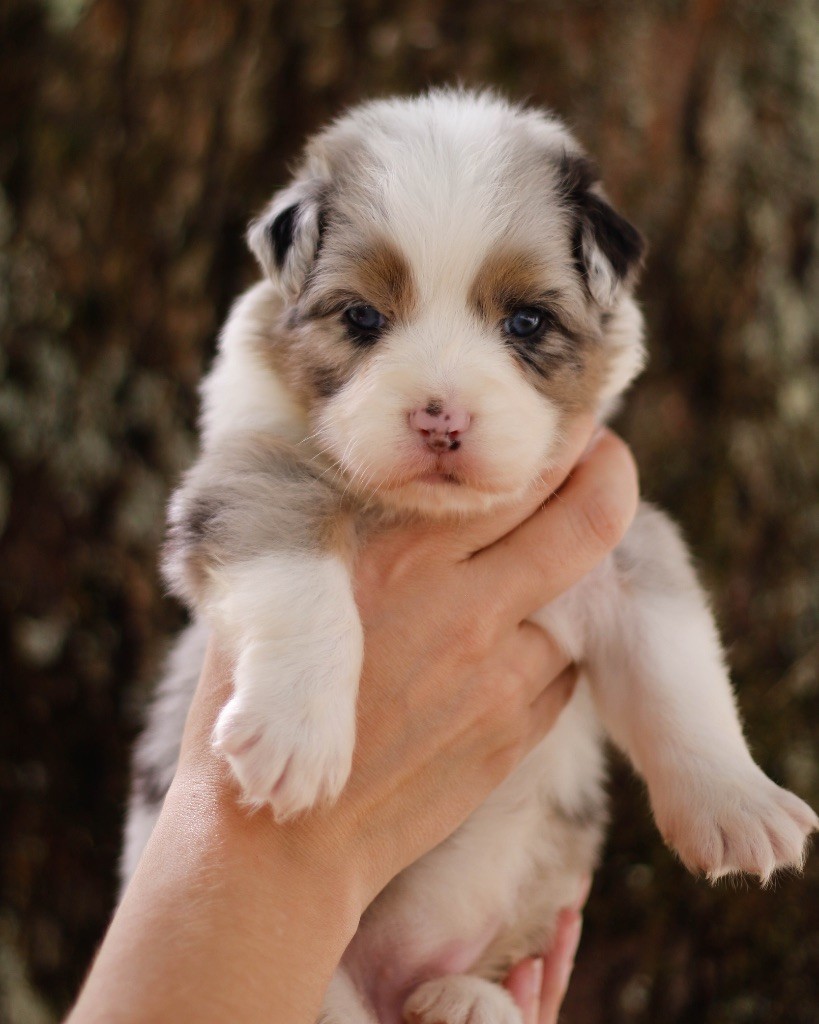 De L'Aussie Happy - Chiots disponibles - Berger Australien