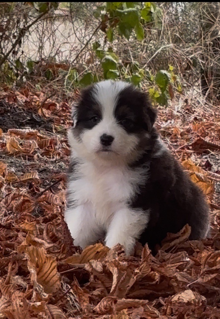 De L'Aussie Happy - Chiots disponibles - Berger Australien