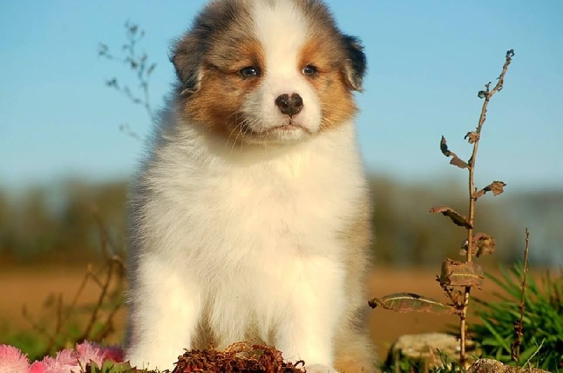 De L'Aussie Happy - Berger Australien - Portée née le 07/11/2016