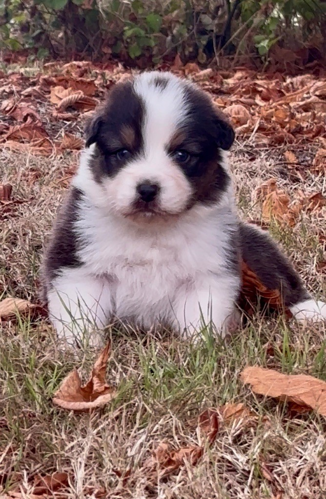 De L'Aussie Happy - Chiots disponibles - Berger Australien